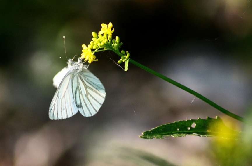 IDENTIFICAZIONE FARFALLE PARCO DEL TICINO